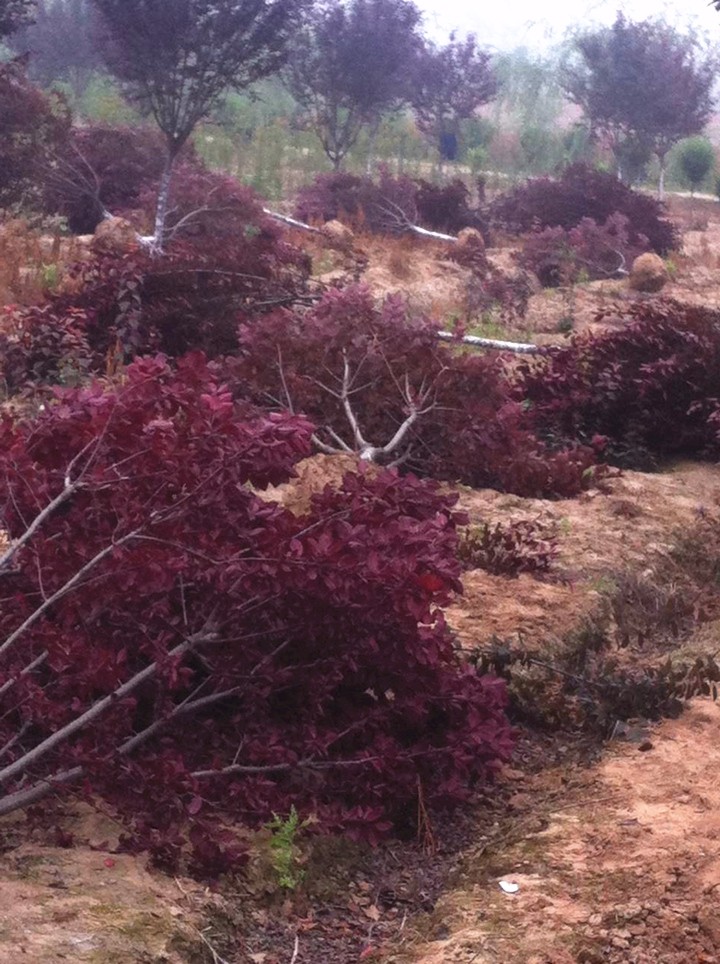 銀杏種植基地